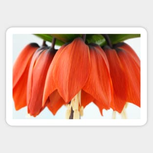 Fritillaria imperialis  &#39;Rubra&#39;  Crown imperial  Fritillary Sticker